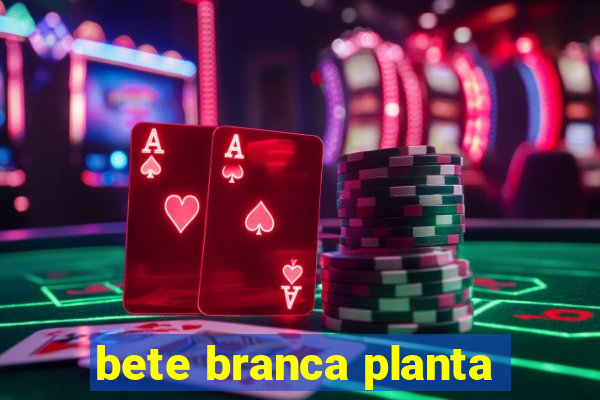 bete branca planta